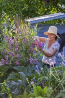 Woman picking pink sweet peas - Lathyrus latifolius.