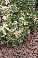 Thymus pulegioides 'Foxley' alongside gravel - Kitchen Garden Plant Centre - RHS Chelsea Flower Show 2023