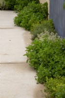Herbs grow alongside paving on The London Square Community Garden - Sanctuary Gardens - Designer James Smith - RHS Chelsea Flower Show 2023
