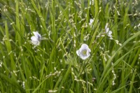 Anemone rivularis and Melica uniflora var. albida on The Boodles British Craft Garden designed by Thomas Hoblyn, Sanctuary Gardens - RHS Chelsea Flower Show 2023