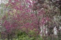 Malus 'Royalty' at Barnsdale Gardens, April