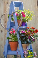 Wooden ladder with containers planted with Geranium, Impatiens, Zinnia and Sanvitalia.