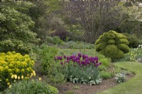 Tulipa 'Purple Dream' in front of topiary peacock in border at Barnsdale Gardens, April
