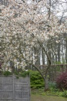 Prunus 'Ukon' at Barnsdale Gardens, April
