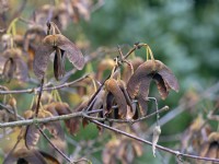 Acer griseum - Paperbark maple  seeds in Autumn November