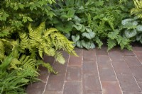 Ferns and brunnera spill onto a paved area of the RSPCA Garden designed by Martyn Wilson - RHS Chelsea Flower Show 2023