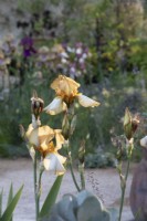 Iris 'Benton Susan'  on The Nurture Landscapes Garden designed by Sarah Price - RHS Chelsea Flower Show 2023