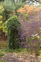 Path beside border of deciduous and evergreen shrubs including purple-berried Callicarpa bodinieri var. giraldii 'Profusion' in November
