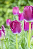 Tulipa 'Purple Crystal'