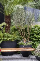 Wooden bench in small courtyard garden with containers of Tree Ferns and other ferns