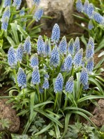 Muscari armeniacum Cool Blues, spring May