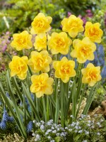 Narcissus Double Crackington, spring April