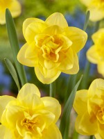 Narcissus Double Crackington, spring April