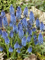 Muscari armeniacum Lindsay, spring May