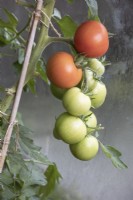 Solanum lycopersicum tomato 'Moneymaker'