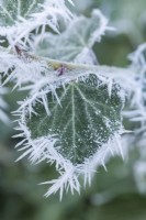 Tufts of needle-shaped rime ice crystals formed on dark green ivy leaves. January.
