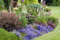 Campanula Blue Waterfall in mixed border, Summer. 