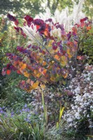 Cercis canadensis 'Forest Pansy',  Ageratina altissima Chocolate in mixed bed, October. 