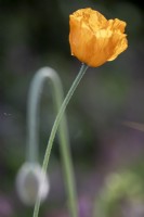 Meconopsis cambrica, Welsh Poppy