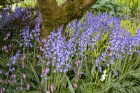 Spanish Bluebells, Hyacinthoides hispanica and Dicentra 'Luxuriant' in spring border