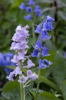 Pink and blue forms of the Spanish bluebell, Hyacinthoides hispanica