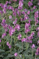 Dicentra 'Luxuriant'