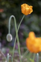 Meconopsis cambrica, Welsh Poppy