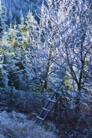 A nook with a ladder with trees covered by hard rime.