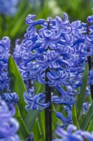 Hyacinthus orientalis 'Grande Maitre'. Closeup of a heritage hyacinth variety dating from 1873. March
