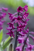 Hyacinthus orientalis 'Distinction'. Closeup of a heritage hyacinth variety
 dating from 1880. March