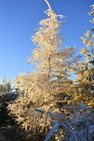 Hard rime covered larch.