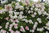 Hydrangea paniculata 'Grandiflora' - PeeGee Hydrangea in summer.