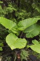 Alocasia macrorrhiza - Giant Taro in border in summer.