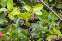 Aronia melanocarpa - Black Chokeberry in summer.