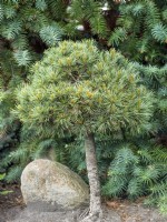 Pinus koraiensis Blue Ball, spring May