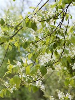 Prunus padus, spring May