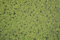 Lemna minor - Common Duckweed on pond surface in summer.