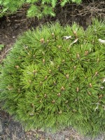 Pinus heldreichii Smidtii, spring May