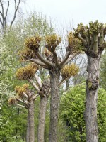 Pruned of Salix babylonica, spring May