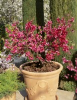 Prunus persica var. nucipersica Garden Beauty in pot, spring March