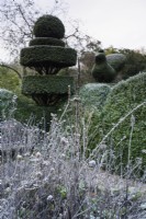 Dead herbaceous material catching winter frost amongst clipped evergreens at Balmoral Cottage, Kent in December