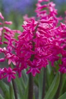 Hyacinthus orientalis 'Firedome'. Closeup of heritage hyacinth variety dating from 1842. March