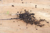 Nepeta cutting laying on wooden board with its roots exposed