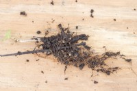 Nepeta cutting laying on wooden board with its roots exposed