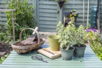 Pelargonium crispum variegatum, trug of compost and grit, pot, knife and scissors laid out on table