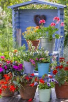 Pots with bedding flowers displayed on ladder. Plants are Impatiens, Pelargonium, Zinnia, Scaevola and Surfinia.