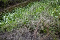 Rosemary that has died back because of a cold and damp winter. Salvia rosmarinus syn. Rosmarinus officinalis