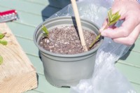 Using a bamboo stick to carefully plant cuttings around the edge of a pot