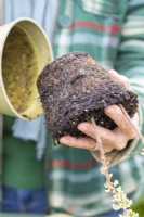 Woman removing Pelargonium cuttings from pot, exposing the roots