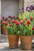 Group of pots displayed on a table in the courtyard. Tulipa 'Slawa' syn. Tulipa 'Muvota' and Tulipa 'Queen of Night'